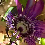 Botanica Frühstückspension