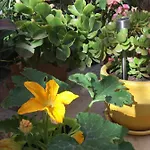 Frühstückspension Botanica Xagħra