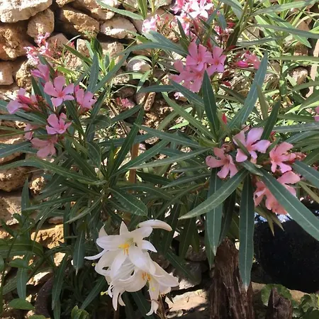 לינה וארוחת בוקר Botanica