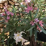 ベッド・アンド・ブレックファスト Botanica