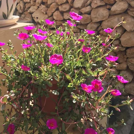 Botanica 4*