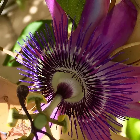 Botanica Frühstückspension