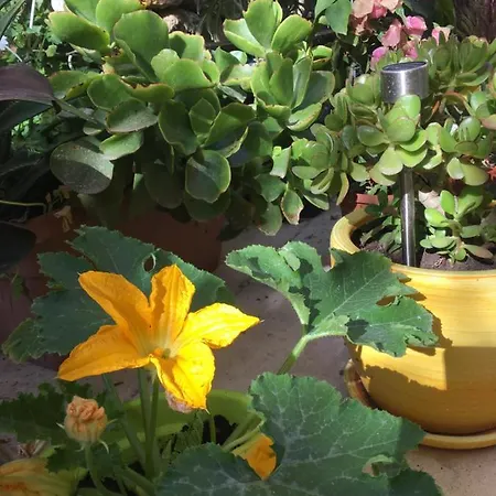 Bed & Breakfast Botanica Xaghra
