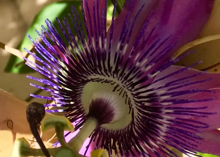 Botanica Bed & Breakfast