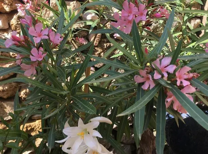 住宿加早餐酒店 Botanica