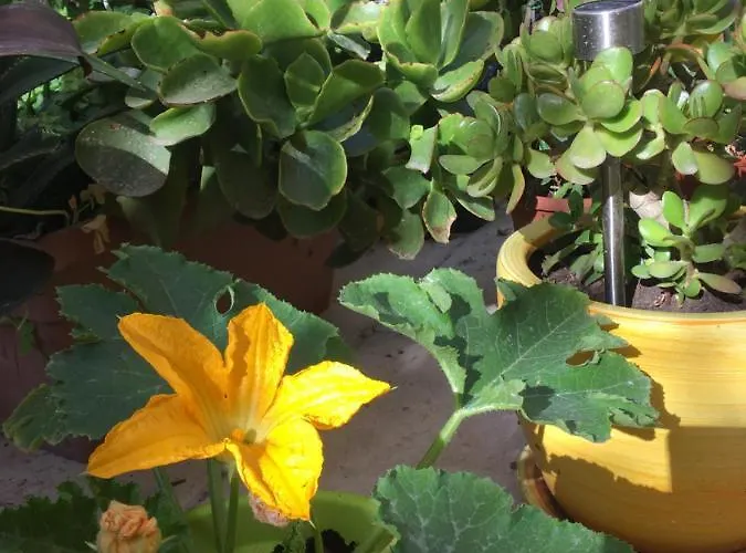 住宿加早餐酒店 Botanica 沙拉