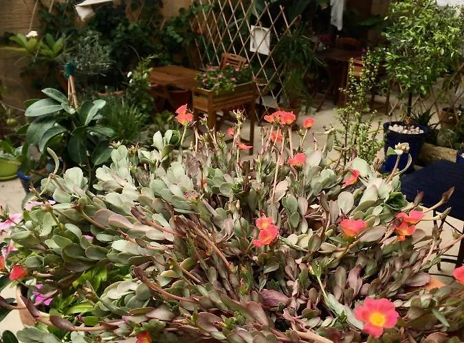 Botanica 住宿加早餐酒店 沙拉